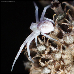 Mecaphesa