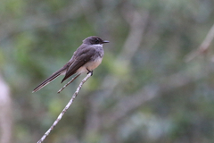 Rhipidura rufiventris