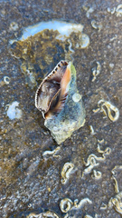 Muricidae