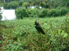 Campsosternus auratus