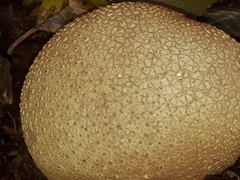 Scleroderma citrinum