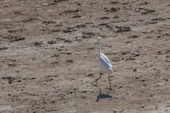 Egretta