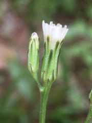 Hypochaeris albiflora