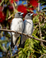 Artamus leucorynchus