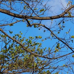 Polytelis swainsonii