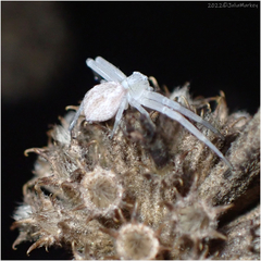 Mecaphesa