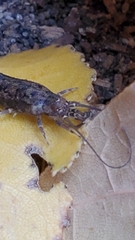 Pedetontus saltator