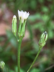 Hypochaeris albiflora