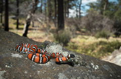 Lampropeltis multifasciata