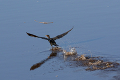 Phalacrocorax