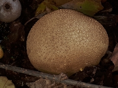 Scleroderma citrinum