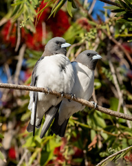 Artamus leucorynchus