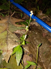 Persicaria hydropiperoides