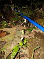 Persicaria hydropiperoides