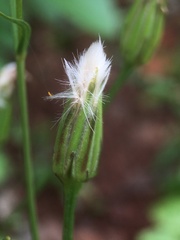 Hypochaeris albiflora