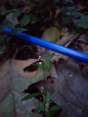 Persicaria hydropiperoides