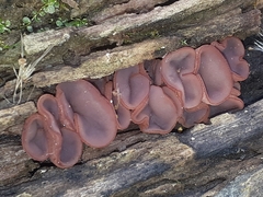 Ascocoryne cylichnium