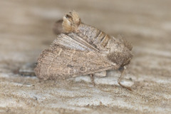 Eriopygini