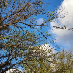 Polytelis swainsonii