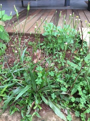 Hypochaeris albiflora