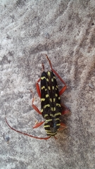 Placosternus erythropus