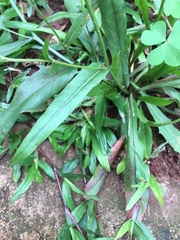 Hypochaeris albiflora