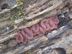 Ascocoryne cylichnium