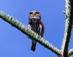 Glaucidium gnoma