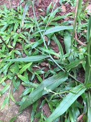 Hypochaeris albiflora