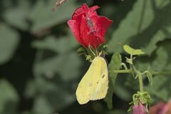 Malvaviscus arboreus drummondii