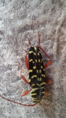 Placosternus erythropus