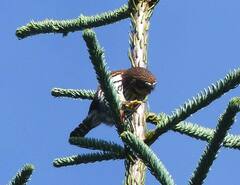 Glaucidium gnoma
