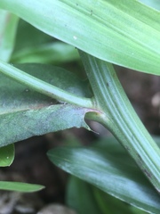 Hypochaeris albiflora