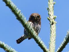 Glaucidium gnoma