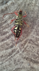 Placosternus erythropus