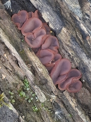 Ascocoryne cylichnium