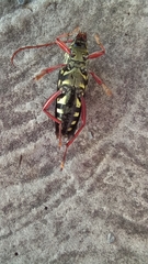 Placosternus erythropus