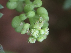 Lepidium