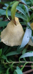 Leucocoprinus