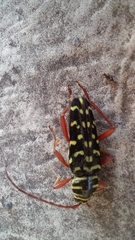 Placosternus erythropus