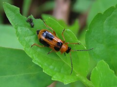 Phyllobrotica
