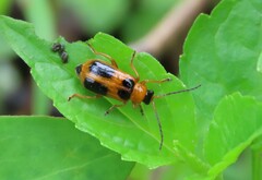 Phyllobrotica