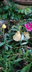 Leucocoprinus