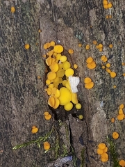 Calycina citrina