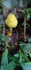Leucocoprinus