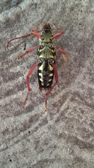 Placosternus erythropus