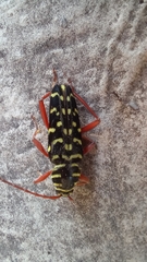 Placosternus erythropus