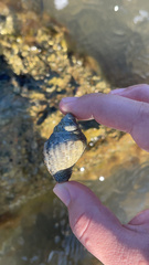 Muricidae