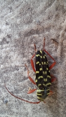 Placosternus erythropus