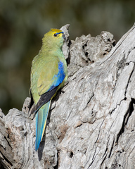 Neophema chrysostoma
